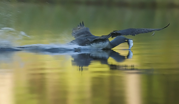 Kaakkuri, Red-throated Diver, Gavia stellata